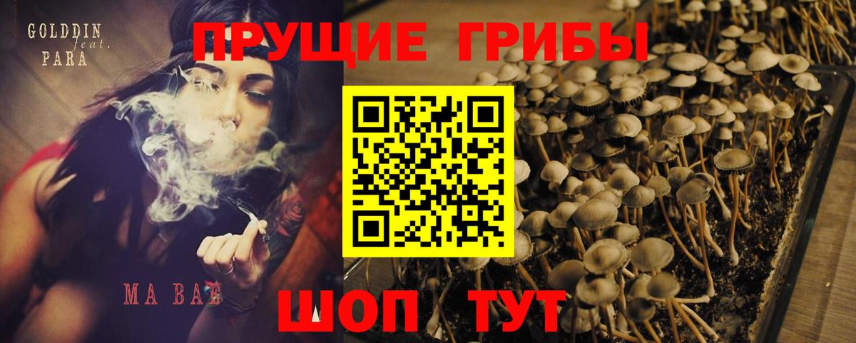Ивантеевка  Псилоцибиновые грибы Cubensis  Вход с VPN 